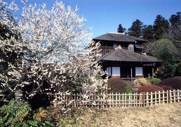 【栃木県内発】 早春の風物詩!水戸偕楽園梅まつりと那珂湊おさかな市場~薫風「梅み月」にてつくば鶏の二色重会席のご昼食~2